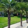 Windmill Cold Hardy Palm Tree - 3 Gallon Pot