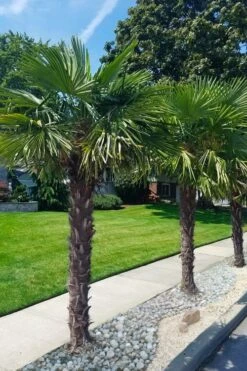 Windmill Cold Hardy Palm Tree - 7 Gallon Pot (2-3') -Botanica Tree Store trachycarpus fortunei windmill palm 12