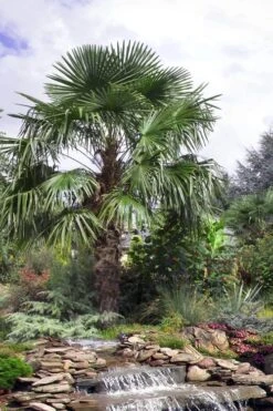 Windmill Cold Hardy Palm Tree - 7 Gallon Pot (2-3') -Botanica Tree Store trachycarpus fortunei windmill palm 13