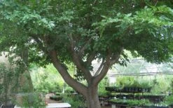 Red Mulberry Tree (Morus Rubra) - 5 Gallon Pot -Botanica Tree Store tree red mulberry 3 800x500 1