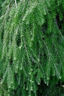 Weeping Canadian Hemlock (Tsuga Canadensis 'Pendula') - 3 Gallon Pot -Botanica Tree Store tsuga canadensis pendula weeping canadian hemlock 1