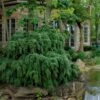 Weeping Canadian Hemlock (Tsuga Canadensis 'Pendula') - 3 Gallon Pot