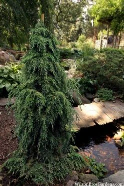 Weeping Canadian Hemlock (Tsuga Canadensis 'Pendula') - 3 Gallon Pot -Botanica Tree Store tsuga canadensis pendula weeping canadian hemlock 5