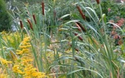 Broadleaf Cattail Plant (Typha Latifolia) - 8 Pack Of 1 Gallon Pots -Botanica Tree Store typha