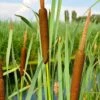 Broadleaf Cattail Plant (Typha Latifolia) - 8 Pack Of 1 Gallon Pots