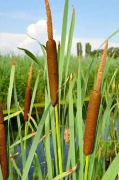 Broadleaf Cattail Plant (Typha Latifolia) - 8 Pack Of 1 Gallon Pots