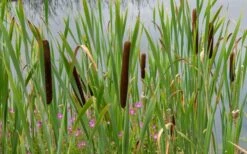 Broadleaf Cattail Plant (Typha Latifolia) - 8 Pack Of 1 Gallon Pots -Botanica Tree Store typha latifolia broadleaf cattail 3