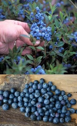 Wild Lowbush Blueberry Plant - 1 Gallon -Botanica Tree Store vaccinium angustifolium low bush blueberry 10
