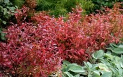 Wild Lowbush Blueberry Plant - 1 Gallon -Botanica Tree Store vaccinium angustifolium low bush blueberry 2