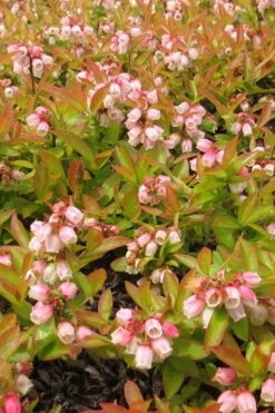 Wild Lowbush Blueberry Plant - 1 Gallon -Botanica Tree Store vaccinium angustifolium low bush blueberry 4