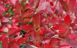 Wild Lowbush Blueberry Plant - 1 Gallon -Botanica Tree Store vaccinium angustifolium low bush blueberry 6