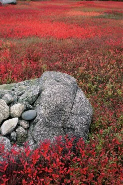 Wild Lowbush Blueberry Plant - 1 Gallon -Botanica Tree Store vaccinium angustifolium low bush blueberry 7