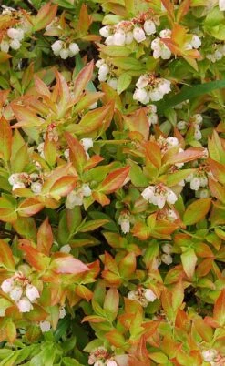 Wild Lowbush Blueberry Plant - 1 Gallon -Botanica Tree Store vaccinium angustifolium low bush blueberry 9