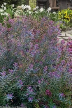 Rosa's Blush Blueberry (Vaccinium Darrowii) - 3 Gallon Pot -Botanica Tree Store vaccinium darrowii rosas blush blueberry 14