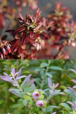 Rosa's Blush Blueberry (Vaccinium Darrowii) - 3 Gallon Pot -Botanica Tree Store vaccinium darrowii rosas blush blueberry 189jpg