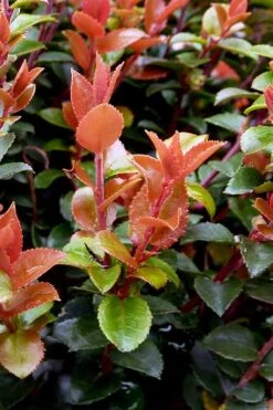 Evergreen Huckleberry (Vaccinium Ovatum) - 1 Gallon Pot -Botanica Tree Store vaccinium ovatum evergreen huckleberry 10 1