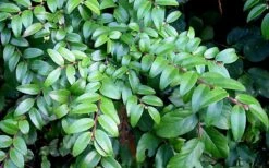 Evergreen Huckleberry (Vaccinium Ovatum) - 1 Gallon Pot -Botanica Tree Store vaccinium ovatum evergreen huckleberry 12 1