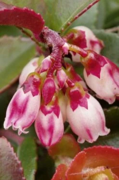Evergreen Huckleberry (Vaccinium Ovatum) -3 Gallon Pot -Botanica Tree Store vaccinium ovatum evergreen huckleberry 4