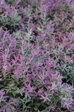 Rosa's Blush Blueberry (Vaccinium Darrowii) - 3 Gallon Pot -Botanica Tree Store vaccinum darrowii rosas blush blueberry 1