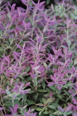 Rosa's Blush Blueberry (Vaccinium Darrowii) - 3 Gallon Pot