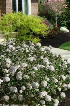 Spice Baby Koreanspice Viburnum - 3 Gallon Pot -Botanica Tree Store viburnum carleseii spice baby 7