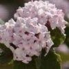 Spice Baby Koreanspice Viburnum - 1 Gallon Pot