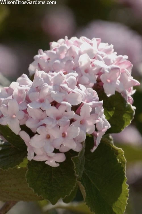Spice Baby Koreanspice Viburnum - 1 Gallon Pot 1 Spice Baby Koreanspice Viburnum - 1 Gallon Pot