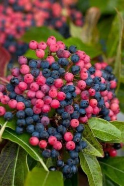 Brandywine Viburnum - 3 Gallon Pot -Botanica Tree Store viburnum nudum brandywine 2