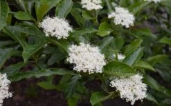 Brandywine Viburnum - 3 Gallon Pot -Botanica Tree Store viburnum nudum brandywine 3