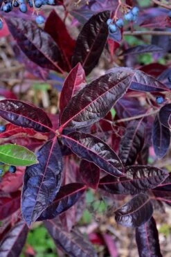 Brandywine Viburnum - 3 Gallon Pot -Botanica Tree Store viburnum nudum brandywine 4