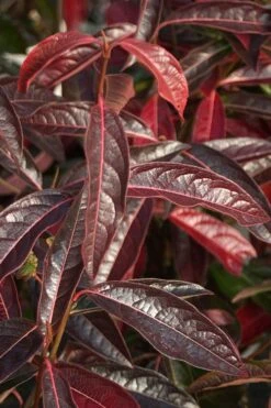 Brandywine Viburnum - 3 Gallon Pot -Botanica Tree Store viburnum nudum brandywine 5