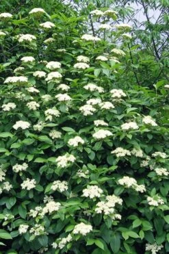 Brandywine Viburnum - 3 Gallon Pot -Botanica Tree Store viburnum nudum brandywine 6