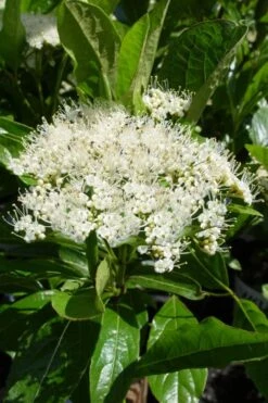 Brandywine Viburnum - 3 Gallon Pot -Botanica Tree Store viburnum nudum brandywine 7