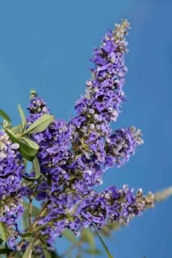 Delta Blues Chaste Tree (Vitex) - 7 Gallon Pot -Botanica Tree Store vitex agnus castus delta blues 22