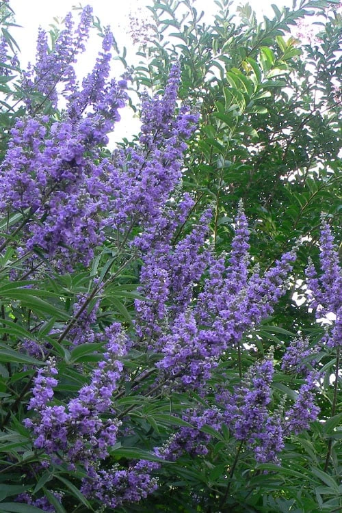Shoal Creek Chaste Tree (Vitex) - 3 Gallon Pot 1 Shoal Creek Chaste Tree (Vitex) - 3 Gallon Pot