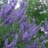 Shoal Creek Chaste Tree (Vitex) - 6 Pack Of 1 Gallon Pots