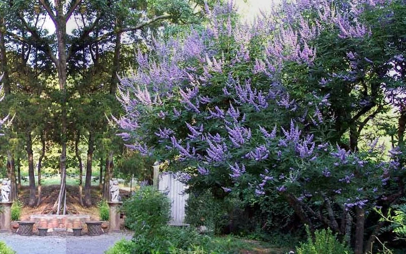 Shoal Creek Chaste Tree (Vitex) - 3 Gallon Pot 6 Shoal Creek Chaste Tree (Vitex) - 3 Gallon Pot - Image 6
