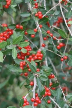 Weeping Yaupon Holly (Ilex Vomitoria 'Pendula') - 7 Gallon Pot (3-4') 12 Weeping Yaupon Holly (Ilex Vomitoria 'Pendula') - 7 Gallon Pot (3-4') -Botanica Tree Store yaupon holly weeping 13