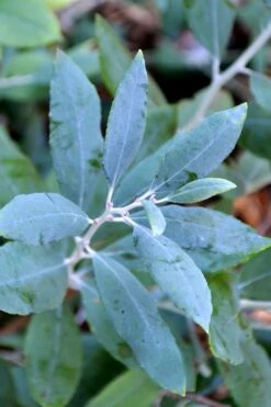 Woodlanders Blue Dusty Zenobia (Honeycup) - 3 Gallon Pot 13 Woodlanders Blue Dusty Zenobia (Honeycup) - 3 Gallon Pot -Botanica Tree Store zenobia woodlanders blue 21