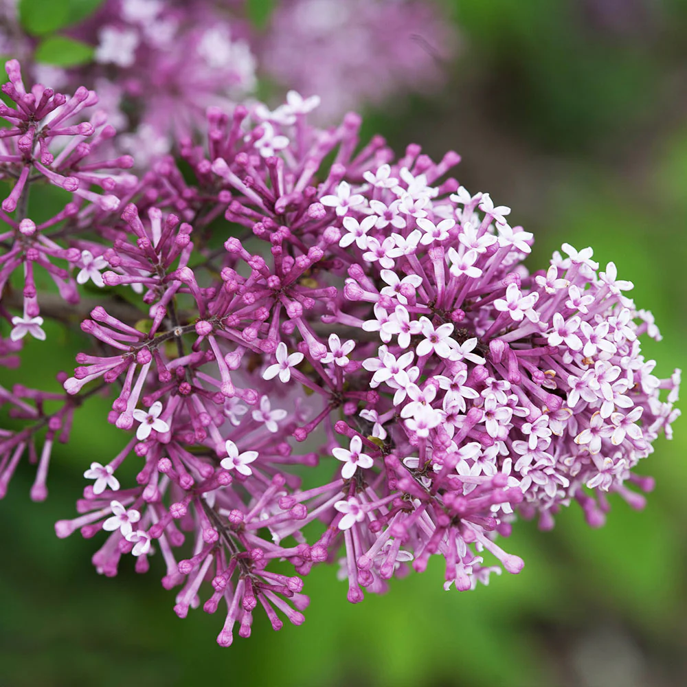 Botanica Tree Store -Botanica Tree Store Bloomerang Lilac Shrub 5 FGT
