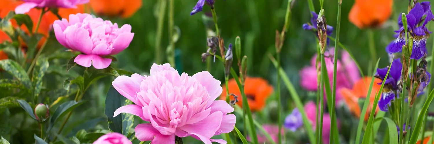 Botanica Tree Store -Botanica Tree Store fragrant flower garden peony iris banner