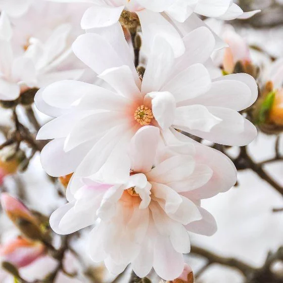 Botanica Tree Store -Botanica Tree Store magnolia centennial blush